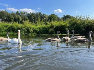 Bezaubernde Schwanenfamilei auf der Ilmenau